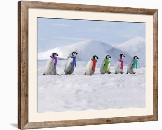 Emperor Penguins, 4 Young Ones Walking in a Line-null-Framed Photographic Print