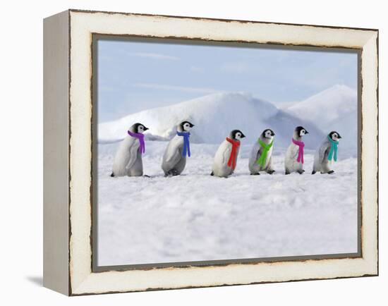 Emperor Penguins, 4 Young Ones Walking in a Line-null-Framed Premier Image Canvas