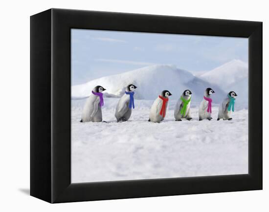 Emperor Penguins, 4 Young Ones Walking in a Line-null-Framed Premier Image Canvas