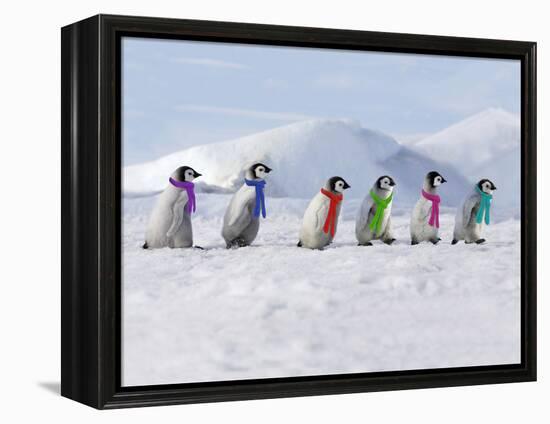 Emperor Penguins, 4 Young Ones Walking in a Line-null-Framed Premier Image Canvas