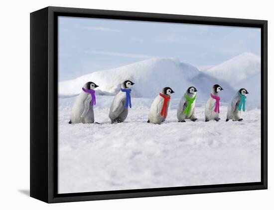 Emperor Penguins, 4 Young Ones Walking in a Line-null-Framed Premier Image Canvas