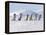 Emperor Penguins, 4 Young Ones Walking in a Line-null-Framed Premier Image Canvas