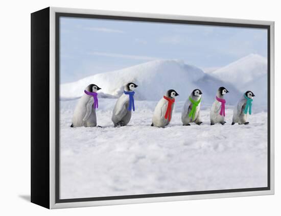 Emperor Penguins, 4 Young Ones Walking in a Line-null-Framed Premier Image Canvas