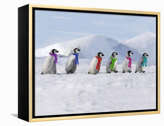 Emperor Penguins, 4 Young Ones Walking in a Line-null-Framed Premier Image Canvas
