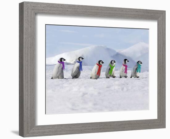 Emperor Penguins, 4 Young Ones Walking in a Line-null-Framed Photographic Print