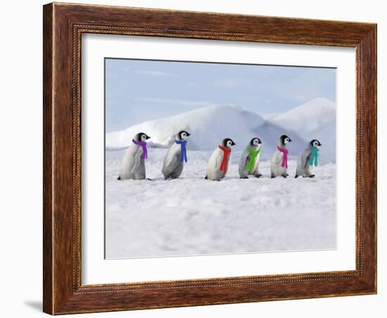 Emperor Penguins, 4 Young Ones Walking in a Line-null-Framed Photographic Print