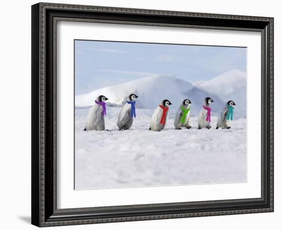 Emperor Penguins, 4 Young Ones Walking in a Line-null-Framed Photographic Print