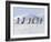 Emperor Penguins, 4 Young Ones Walking in a Line-null-Framed Photographic Print