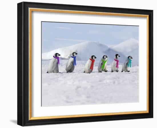 Emperor Penguins, 4 Young Ones Walking in a Line-null-Framed Photographic Print