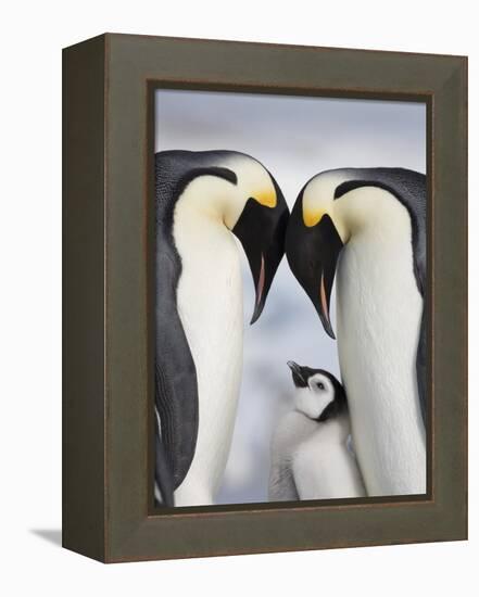 Emperor Penguins and Chick in Antarctica-Paul Souders-Framed Premier Image Canvas