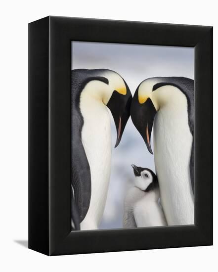 Emperor Penguins and Chick in Antarctica-Paul Souders-Framed Premier Image Canvas