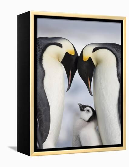 Emperor Penguins and Chick in Antarctica-Paul Souders-Framed Premier Image Canvas