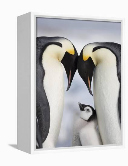 Emperor Penguins and Chick in Antarctica-Paul Souders-Framed Premier Image Canvas