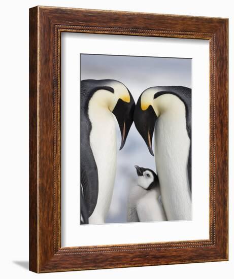 Emperor Penguins and Chick in Antarctica-Paul Souders-Framed Photographic Print