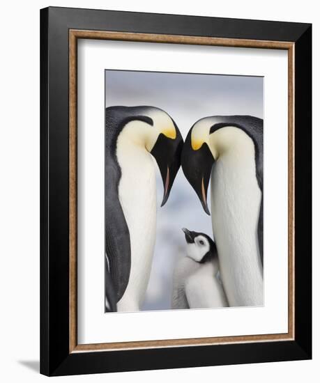 Emperor Penguins and Chick in Antarctica-Paul Souders-Framed Photographic Print