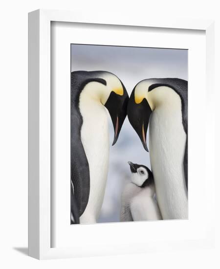 Emperor Penguins and Chick in Antarctica-Paul Souders-Framed Photographic Print