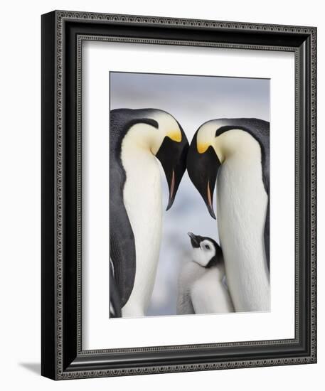 Emperor Penguins and Chick in Antarctica-Paul Souders-Framed Photographic Print