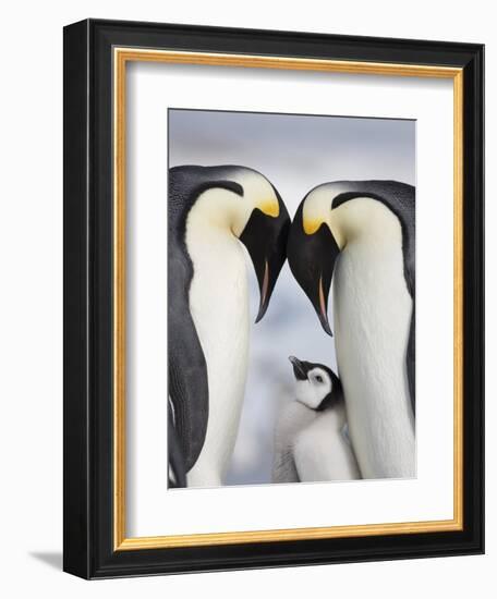 Emperor Penguins and Chick in Antarctica-Paul Souders-Framed Photographic Print