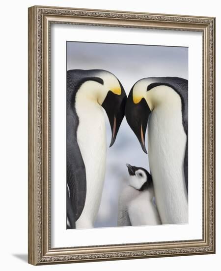 Emperor Penguins and Chick in Antarctica-Paul Souders-Framed Photographic Print