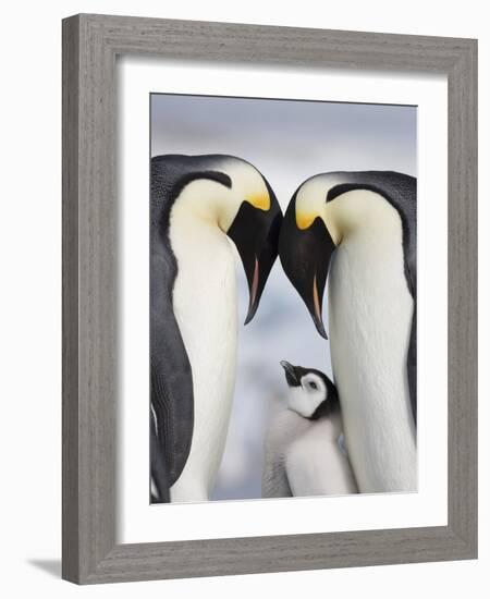 Emperor Penguins and Chick in Antarctica-Paul Souders-Framed Photographic Print