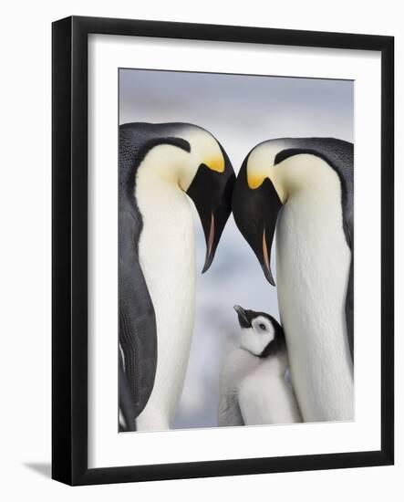 Emperor Penguins and Chick in Antarctica-Paul Souders-Framed Photographic Print