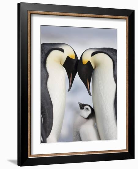 Emperor Penguins and Chick in Antarctica-Paul Souders-Framed Photographic Print