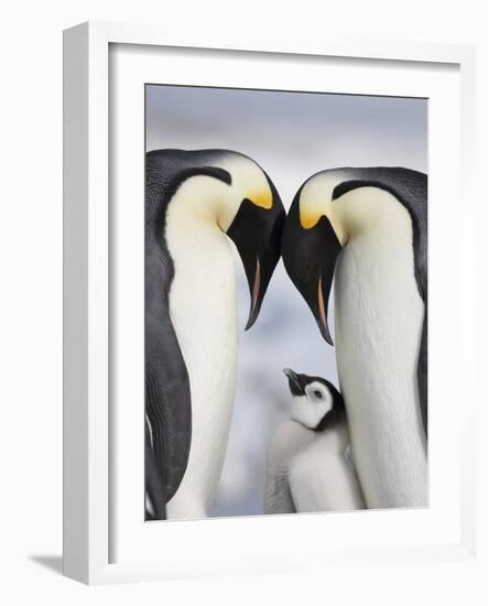 Emperor Penguins and Chick in Antarctica-Paul Souders-Framed Photographic Print