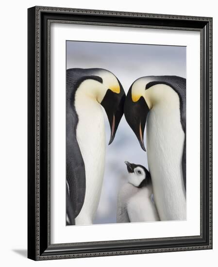 Emperor Penguins and Chick in Antarctica-Paul Souders-Framed Photographic Print