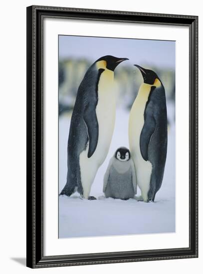 Emperor Penguins and Offspring-DLILLC-Framed Photographic Print