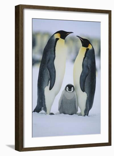 Emperor Penguins and Offspring-DLILLC-Framed Photographic Print