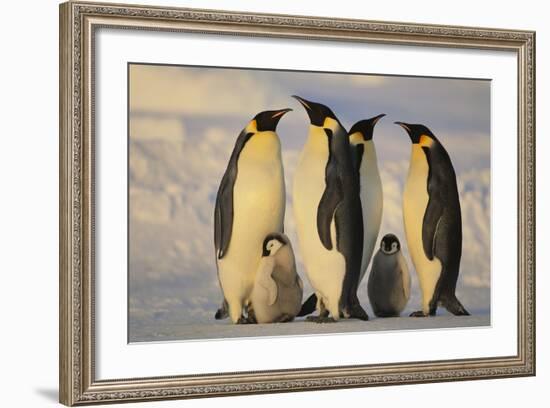 Emperor Penguins and Offspring-DLILLC-Framed Photographic Print