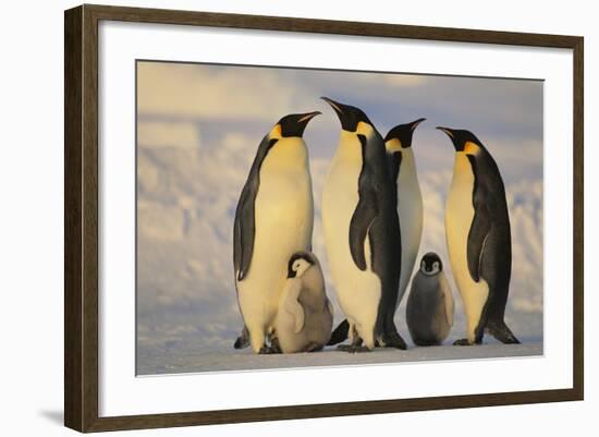 Emperor Penguins and Offspring-DLILLC-Framed Photographic Print