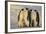 Emperor Penguins and Offspring-DLILLC-Framed Photographic Print