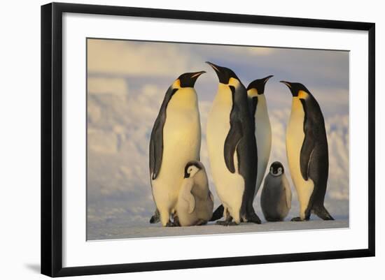 Emperor Penguins and Offspring-DLILLC-Framed Photographic Print