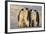 Emperor Penguins and Offspring-DLILLC-Framed Photographic Print