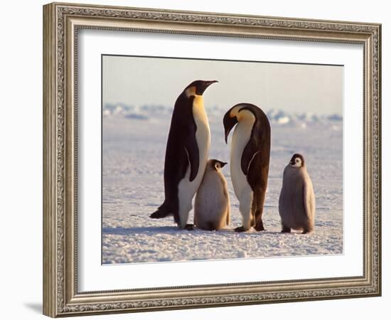 Emperor Penguins, Antarctica-Michael Rougier-Framed Photographic Print