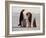 Emperor Penguins, Antarctica-Michael Rougier-Framed Photographic Print