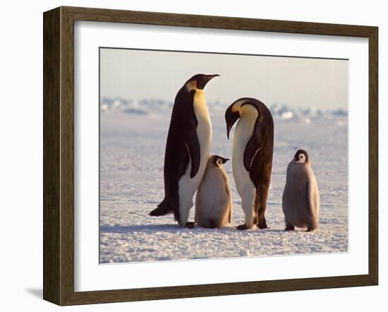 Emperor Penguins, Antarctica-Michael Rougier-Framed Photographic Print