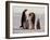 Emperor Penguins, Antarctica-Michael Rougier-Framed Photographic Print