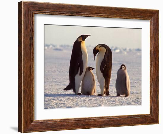 Emperor Penguins, Antarctica-Michael Rougier-Framed Photographic Print