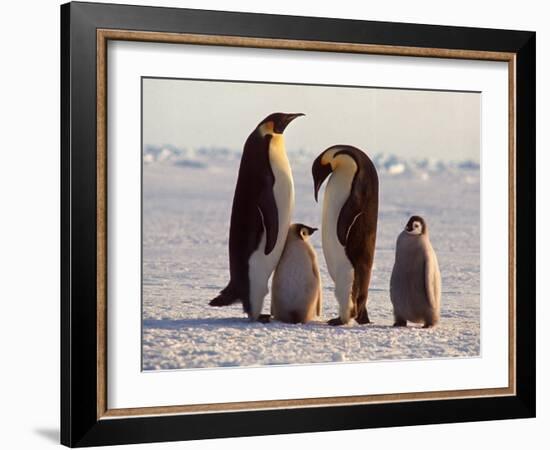 Emperor Penguins, Antarctica-Michael Rougier-Framed Photographic Print