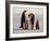 Emperor Penguins, Antarctica-Michael Rougier-Framed Photographic Print