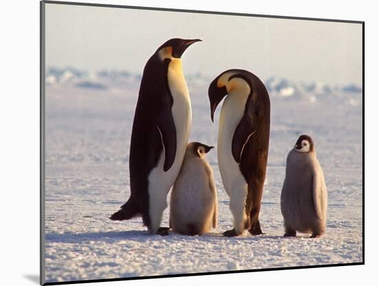 Emperor Penguins, Antarctica-Michael Rougier-Mounted Photographic Print