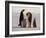 Emperor Penguins, Antarctica-Michael Rougier-Framed Photographic Print