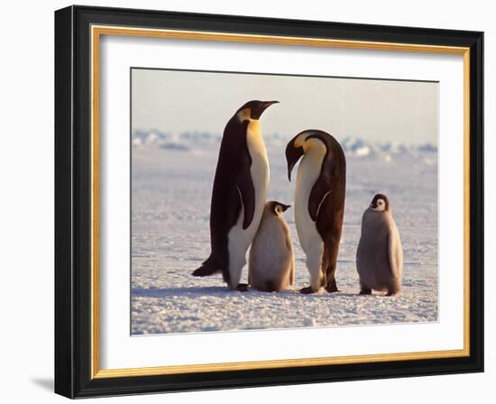 Emperor Penguins, Antarctica-Michael Rougier-Framed Photographic Print