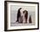 Emperor Penguins, Antarctica-Michael Rougier-Framed Photographic Print