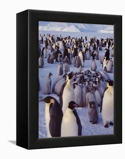 Emperor Penguins, Antarctica-Michael Rougier-Framed Premier Image Canvas