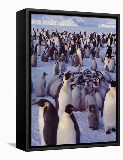 Emperor Penguins, Antarctica-Michael Rougier-Framed Premier Image Canvas