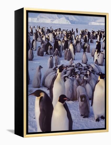 Emperor Penguins, Antarctica-Michael Rougier-Framed Premier Image Canvas