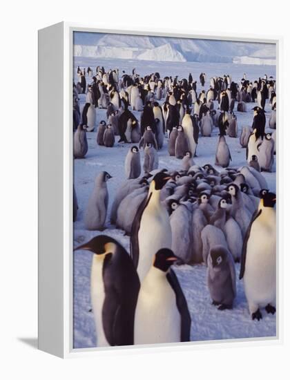 Emperor Penguins, Antarctica-Michael Rougier-Framed Premier Image Canvas